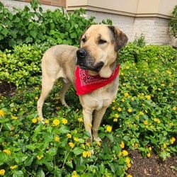 Photo of Finn, adoptable senior Mastiff Shepherd (Unknown Type) in Richfield, Minnesota