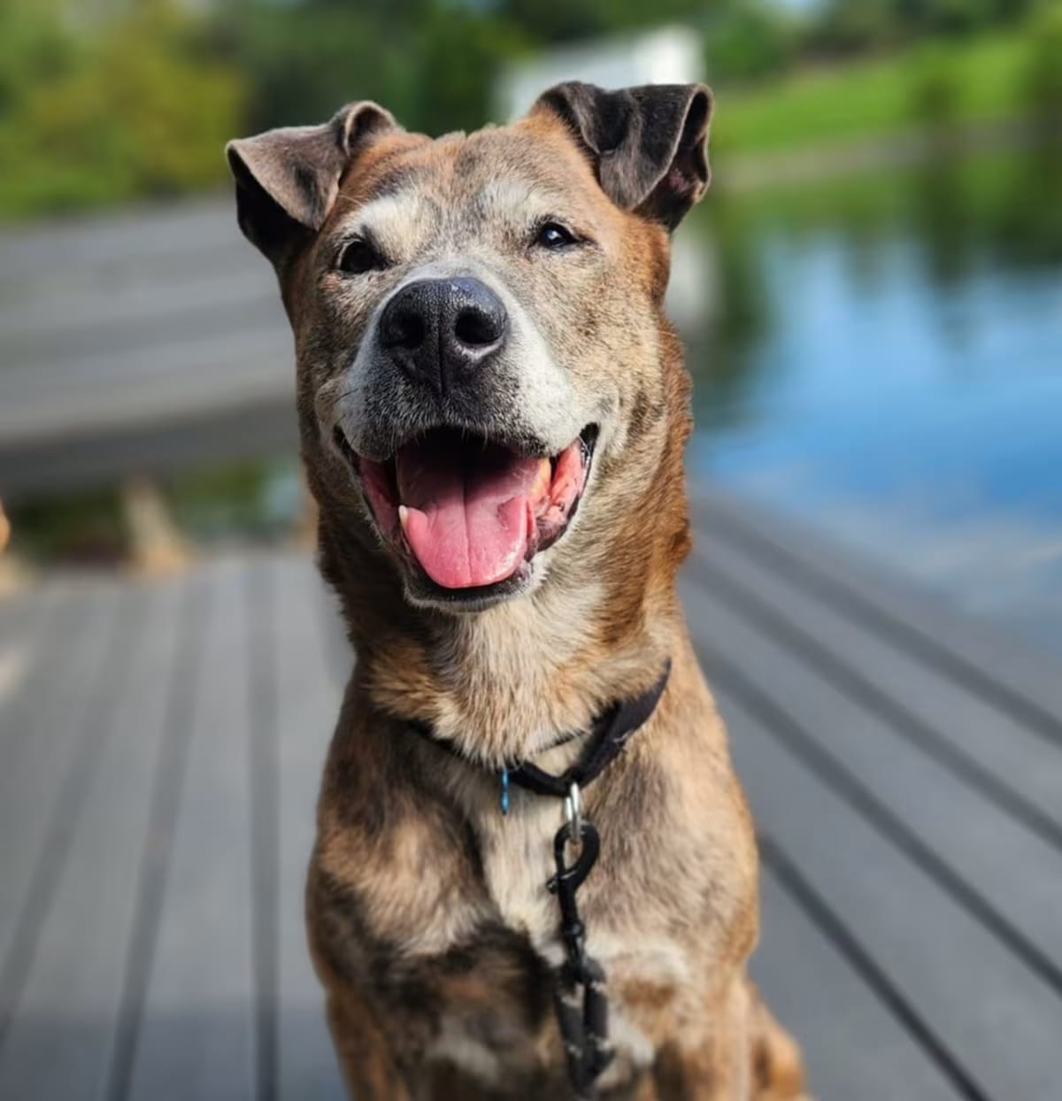 Photo of Stoick, adoptable senior Terrier (Unknown Type, Small)/Mixed Breed (Medium) in Columbia, Illinois