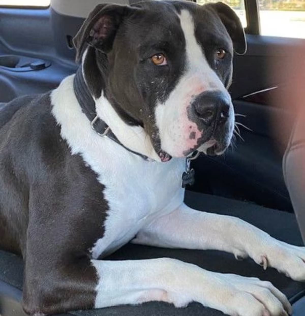 Photo of Fozzie Bear, adoptable senior American Bulldog in Colorado Springs, Colorado