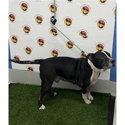 Photo of Tux, adoptable senior Mixed Breed (Medium) in Land O'Lakes, Florida