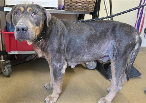 Photo of Solovino, adoptable senior Hound in San Antonio, Texas