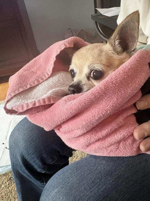 Photo of "Beanie", adoptable senior Chihuahua in Rootstown, Ohio