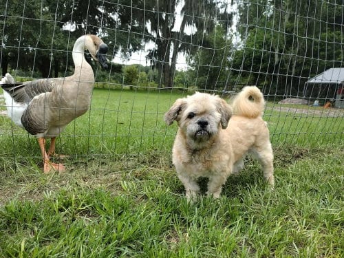 Photo of Grandpa Leo, adoptable senior Shih Tzu in oakland, Florida
