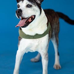 Photo of Henry, adoptable senior Terrier (Unknown Type, Medium) in Pegram, Tennessee