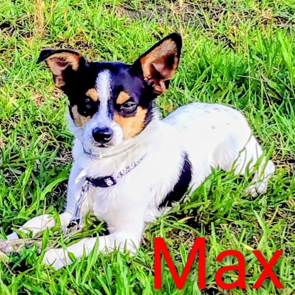 Photo of Maximo D12681, adoptable senior Chihuahua / Terrier, Rat in Princeton area, Minnesota