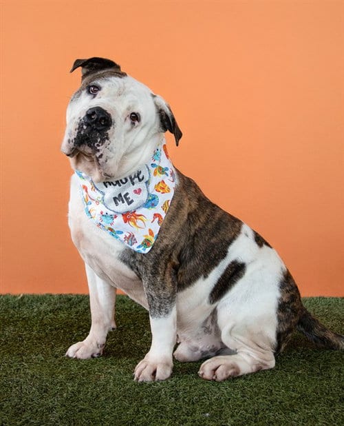 Photo of Rocky, adoptable senior American Bulldog in Miami, Florida