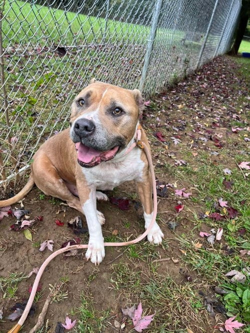 Photo of Carmello, adoptable senior American Staffordshire Terrier in Front Royal, Virginia