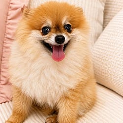 Photo of Reggie, adoptable senior Pomeranian in Union Grove, Wisconsin