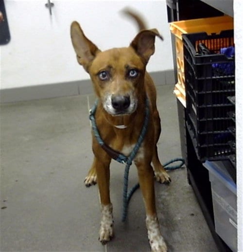 Photo of Baxter, adoptable senior Australian Shepherd in Mesa, Arizona