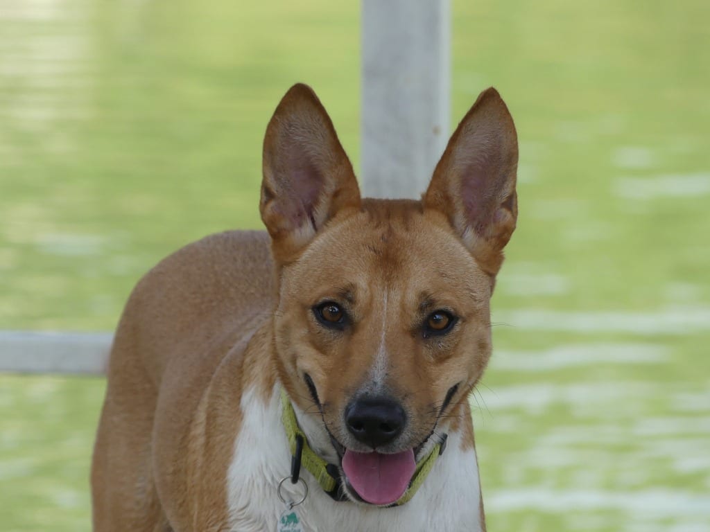 Photo of Wyatt, adoptable senior Mixed Breed in Texas