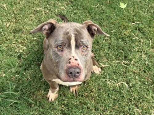 Photo of Barney, adoptable senior Pit Bull Terrier in Tulsa, Oklahoma