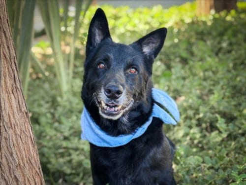 Photo of Bosco, adoptable senior German Shepherd Dog in San Pedro, California
