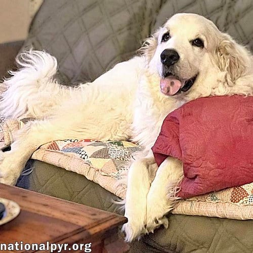 Photo of Ruth in OH - Always Asking For More Pets, adoptable senior Great Pyrenees in Beacon, New York