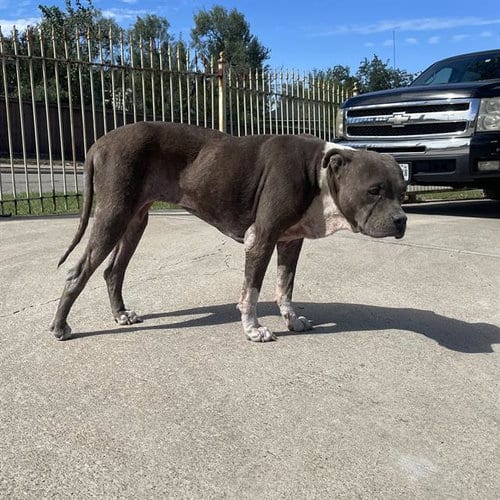 Photo of Ruby, adoptable senior American Staffordshire Terrier in San Antonio, Texas