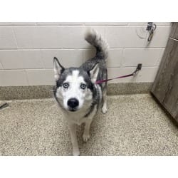 Photo of Logan, adoptable senior Husky in Colorado Springs, Colorado