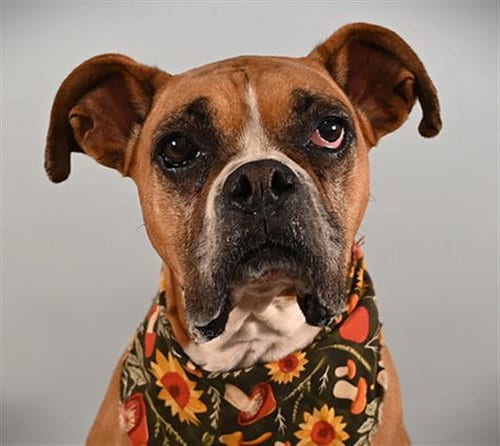 Photo of Luna, adoptable senior Boxer in Fort Collins, Colorado