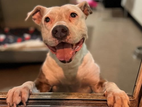 Catniss *FH, adoptable senior Terrier in Sanford, FL