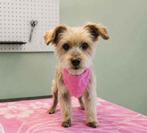 Photo of Chiquis, adoptable senior Yorkshire Terrier Yorkie in Orange, California