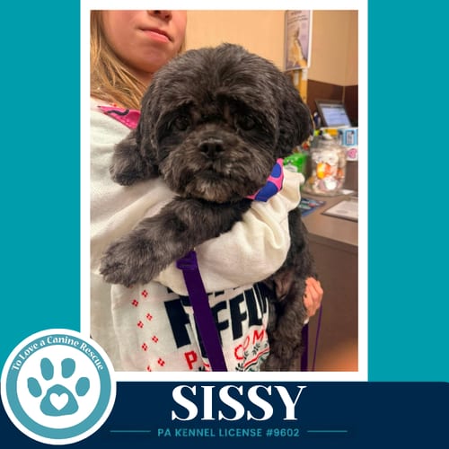 Photo of Sissy 100326, adoptable senior Lhasa Apso in Kimberton, Pennsylvania