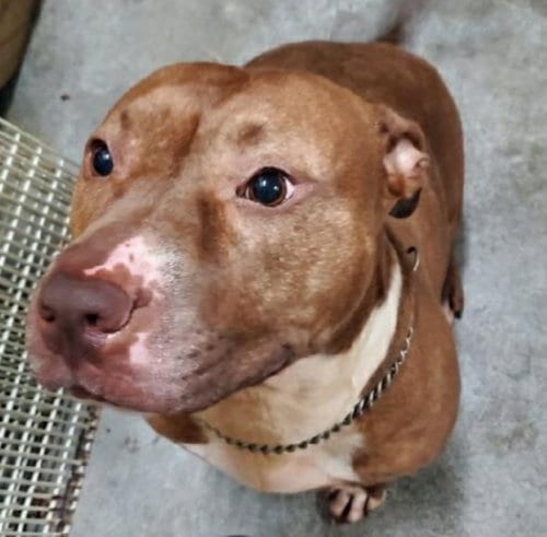 Justina, adoptable senior Staffordshire Bull Terrier in Winston Salem, NC