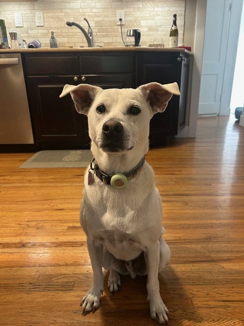 Photo of Fenway #1, adoptable senior Pit Bull Terrier in Aurora, Colorado