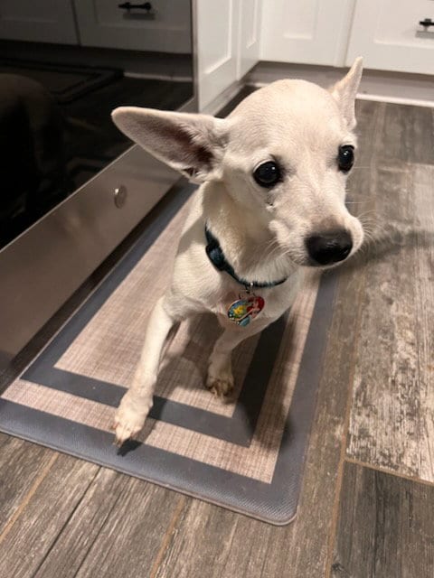 Photo of Penny #8, adoptable senior Chihuahua in Chandler, Arizona