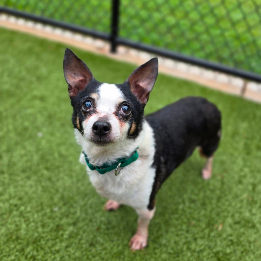 Photo of Abby, adoptable senior Terrier, Jack Russell in Greensboro, North Carolina