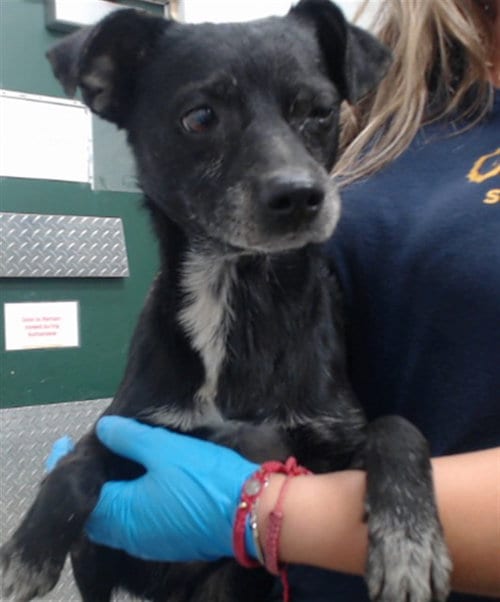 Photo of Charles, adoptable senior Chihuahua in San Bernardino, California