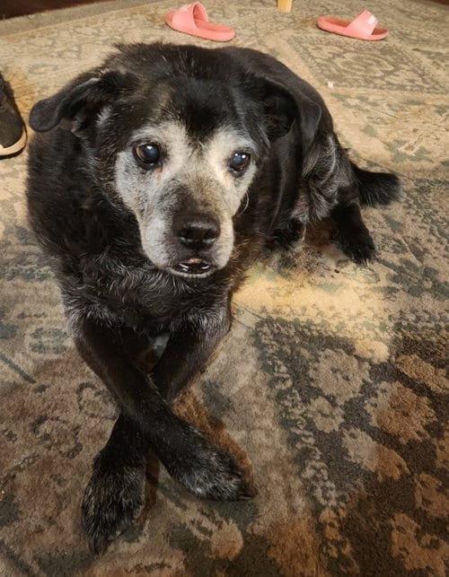 Photo of Ernie, adoptable senior Pug in Chandler, Arizona