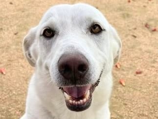 Photo of Maria, adoptable senior dog in Georgetown, Texas