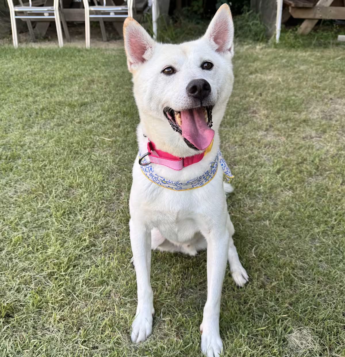 Photo of Naldol, adoptable senior Jindo Shiba Inu in Georgetown, District of Columbia