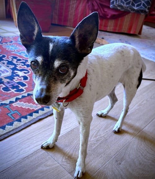 Photo of Sybil (OR), adoptable senior Rat Terrier in Atlanta, Georgia