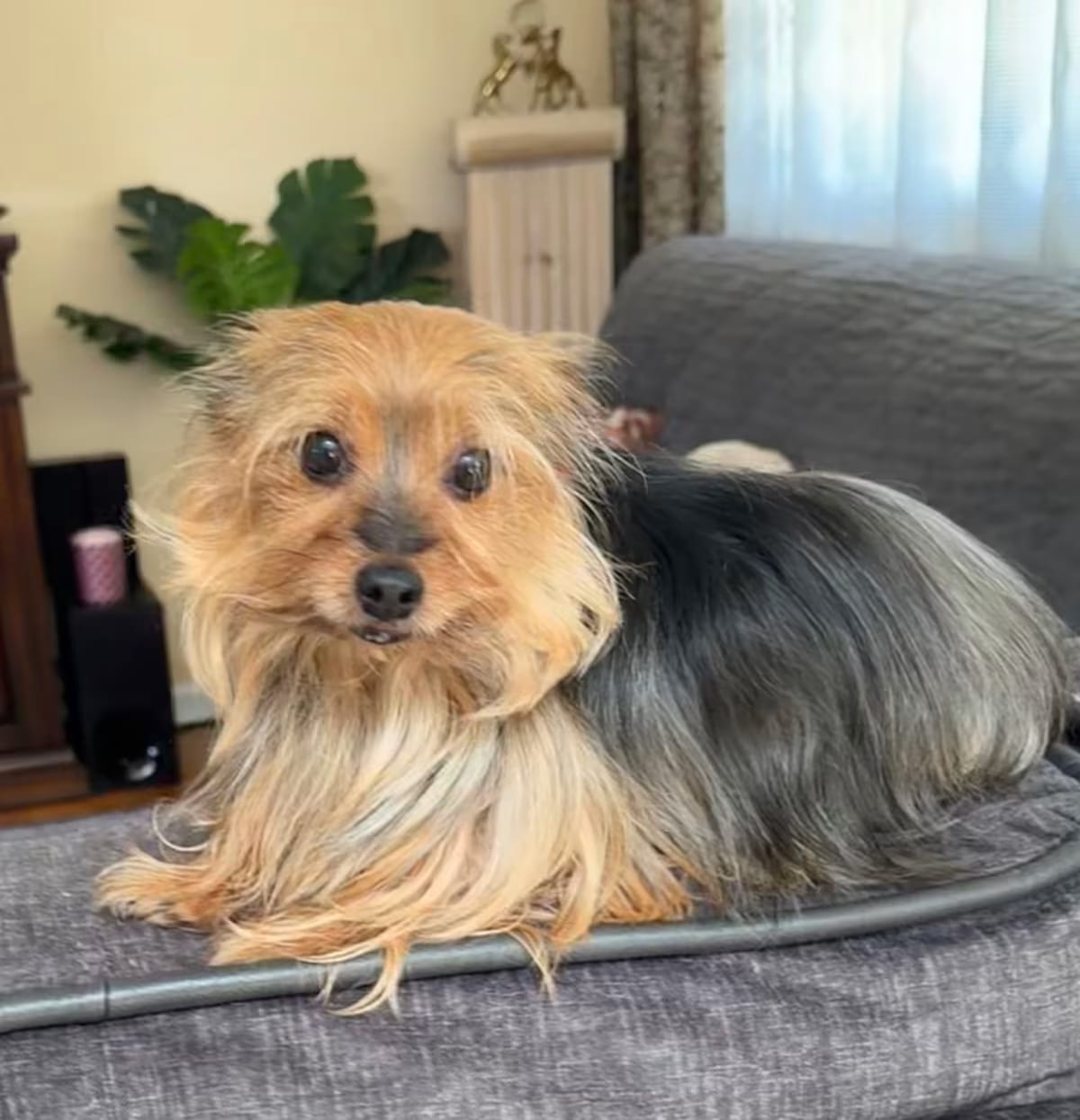 Photo of Bella, adoptable senior Yorkie, Yorkshire Terrier in Scotch Plains, New Jersey
