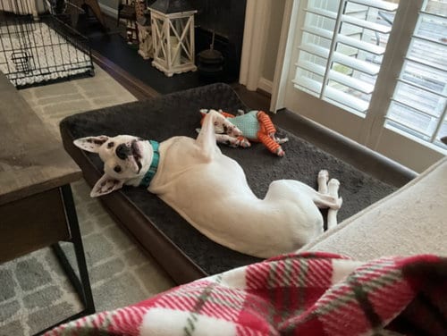 Photo of Maggie, adoptable senior Boxer in Derwood, Maryland