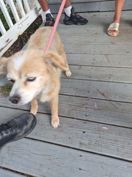 Photo of Sugar, adoptable senior Terrier cross in Lawrenceville, Georgia