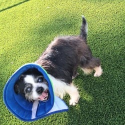 Photo of Miss Mabel 1728, adoptable senior Boston Terrier Mixed Breed (Medium) in Loxahatchee, Florida