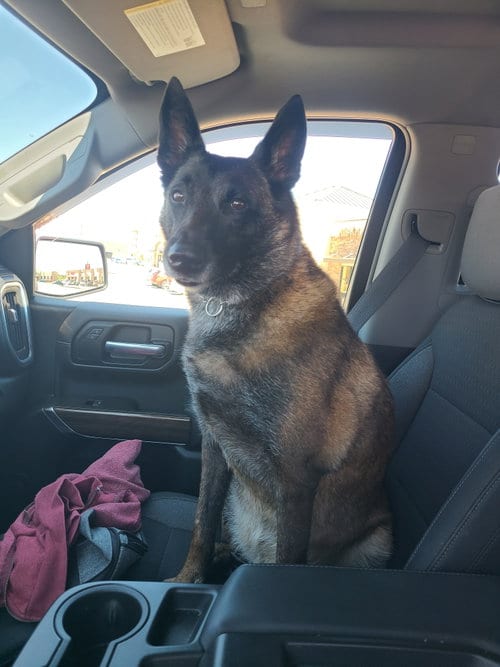 Photo of Keeran - KY, adoptable senior Belgian Shepherd Malinois in Amherst Junction, Wisconsin