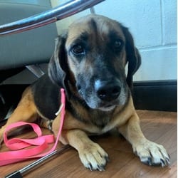 Photo of Chassis, adoptable senior Hound (Unknown Type) Labrador Retriever in Baton Rouge, Louisiana