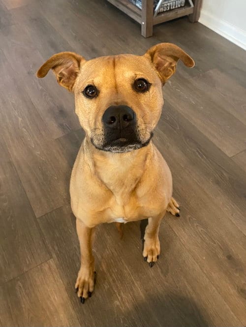 Huncho, adoptable senior Black Mouth Cur in Valrico, FL
