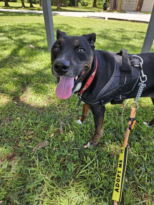 Stella FKA Judie - TRAINING CAMP, adoptable senior Terrier in Sanford, FL