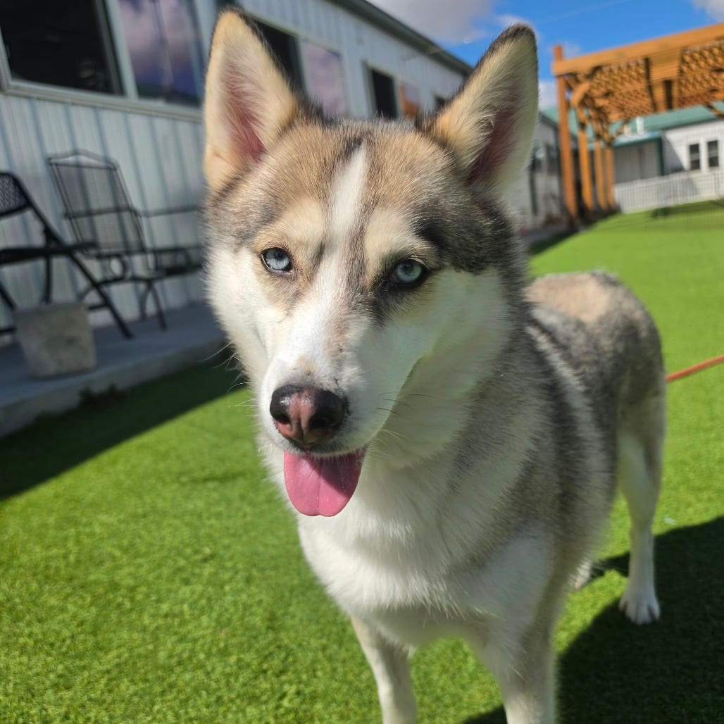 Photo of Daisy Jane (MR26-325), adoptable senior Husky in Colorado Springs, Colorado