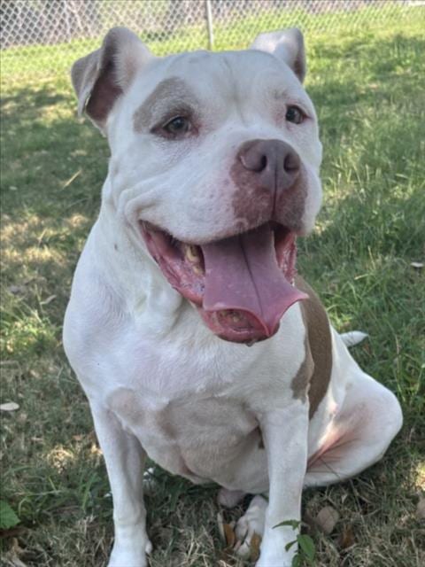 Photo of Streets, adoptable senior Pit Bull Terrier in Texas City, Texas