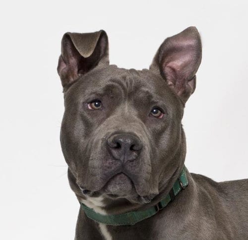 Photo of Hank, adoptable senior Pit Bull Terrier in Santa Barbara, California