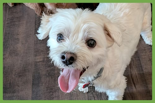 Photo of Oliver, adoptable senior Maltese in Amherst, Massachusetts