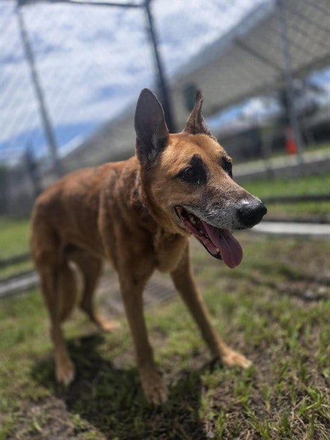 Photo of Viola, adoptable senior German Shepherd Dog in Palmetto, Florida
