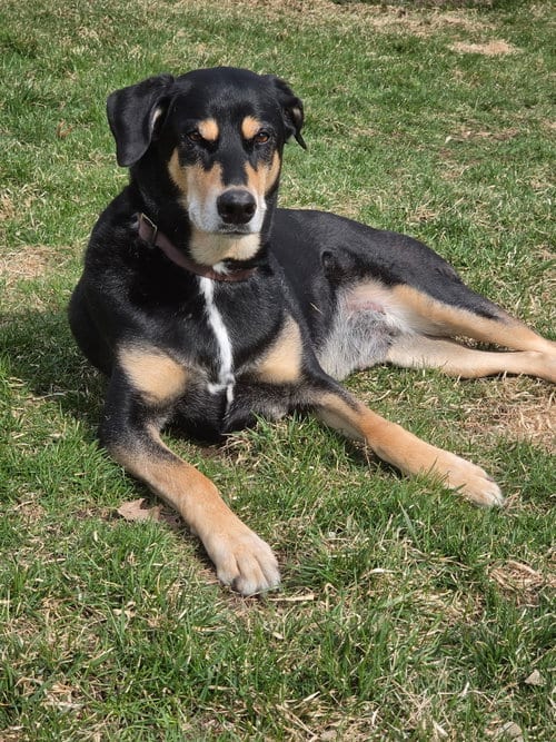 Bug, adoptable senior Doberman Pinscher in Minneaoplis, MN