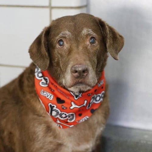 Photo of Sweet Pea, adoptable senior Labrador Retriever in San Antonio, Texas