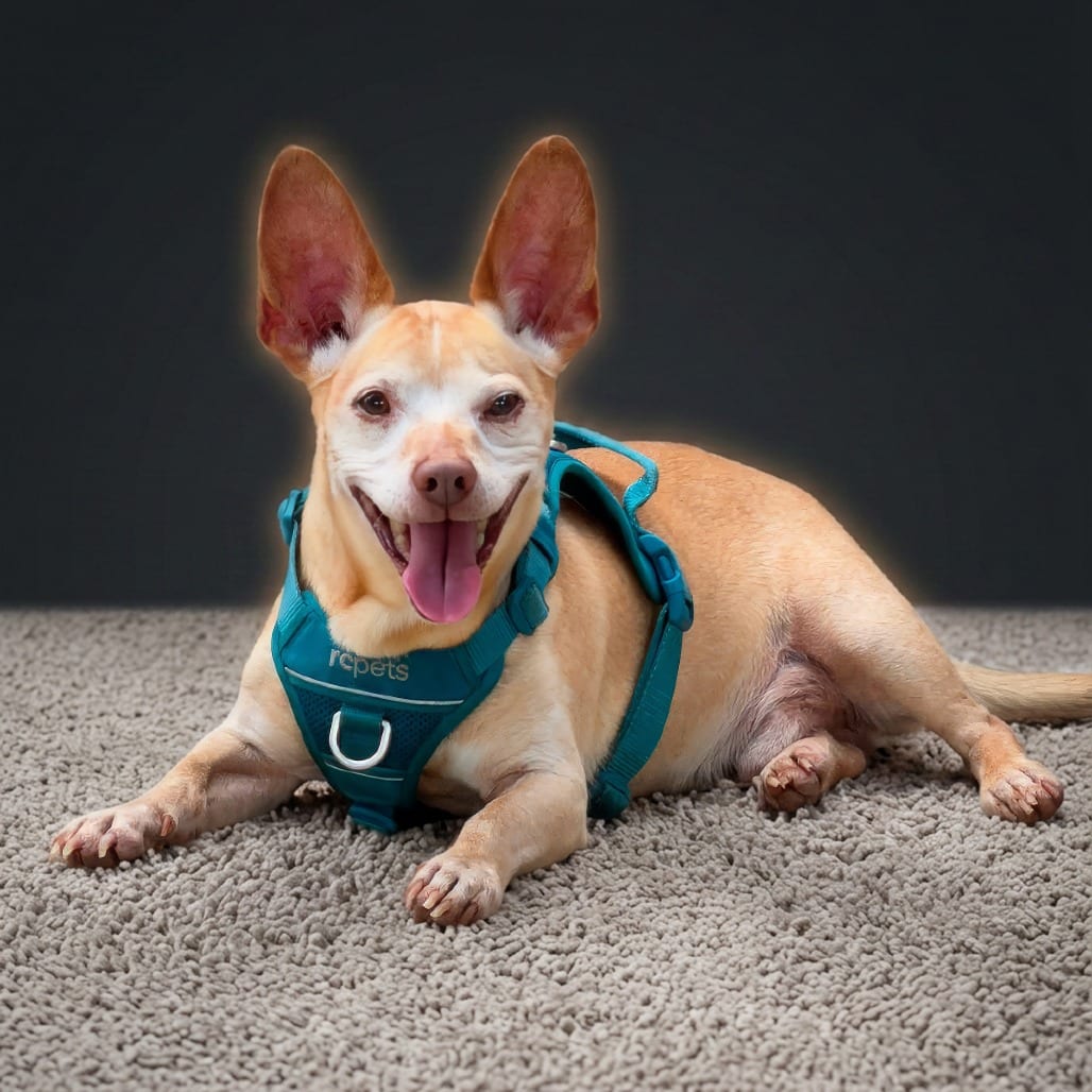 Photo of Trooper, adoptable senior Chihuahua / Mix in Weatherford, Texas