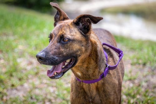 Nala, adoptable senior German Shepherd Dog in Royal Palm Beach, FL