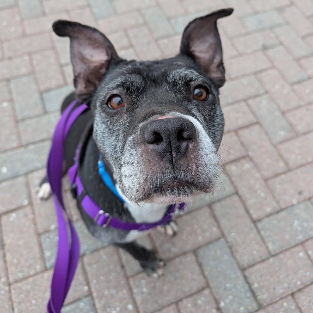 Photo of Nashville, adoptable senior Mixed Breed (Medium) in Jersey City, New Jersey